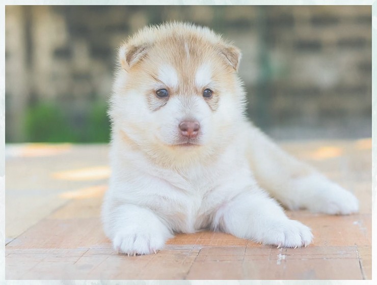 训犬班如何引导小狗大小便