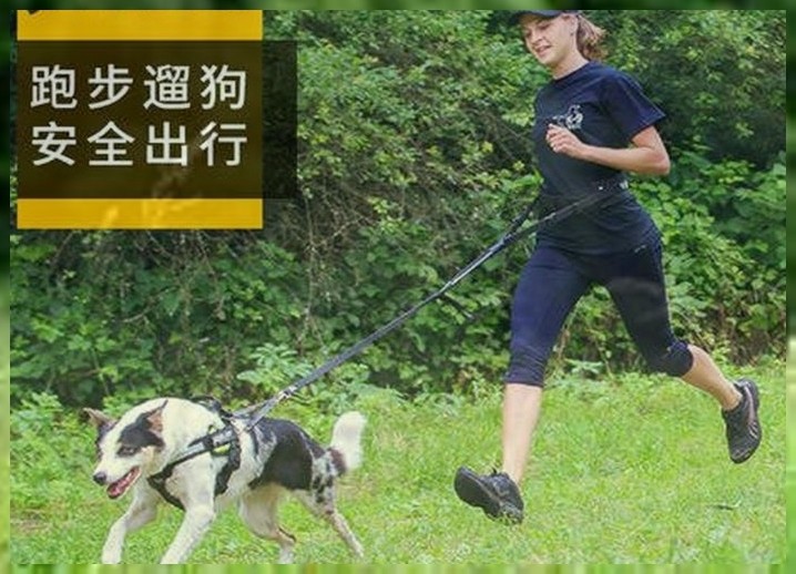 训犬班如何引导小狗大小便