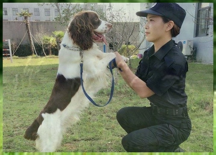 专业训练杜宾犬宠物训练班多少钱