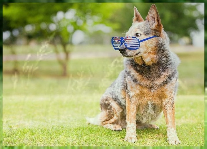 宠物驯导法国斗牛犬训练