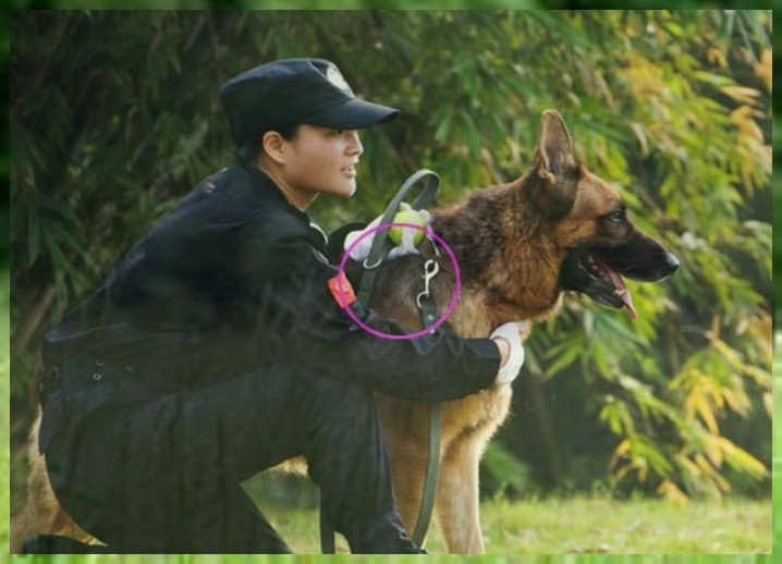 宠物训练机构比格犬的训练