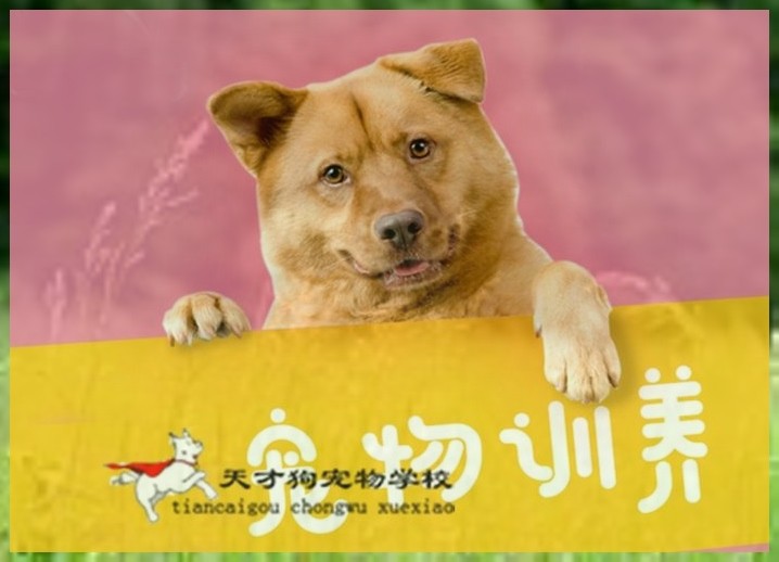 3个月的泰迪犬如何训练（泰迪的三个月的小狗怎么训练）