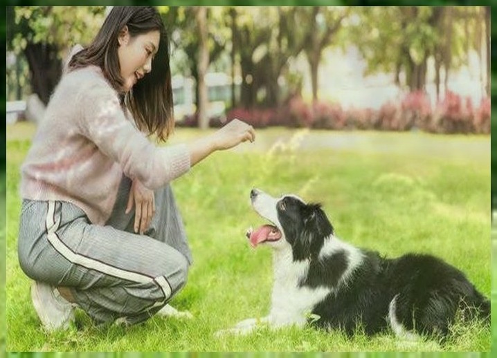 哪有训狗的狗专业训练多少钱