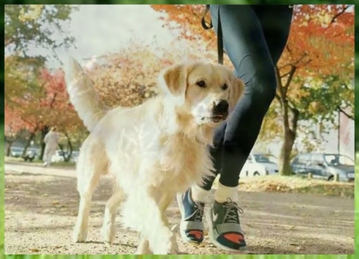 驯犬班四个月的狗狗如何训练小便