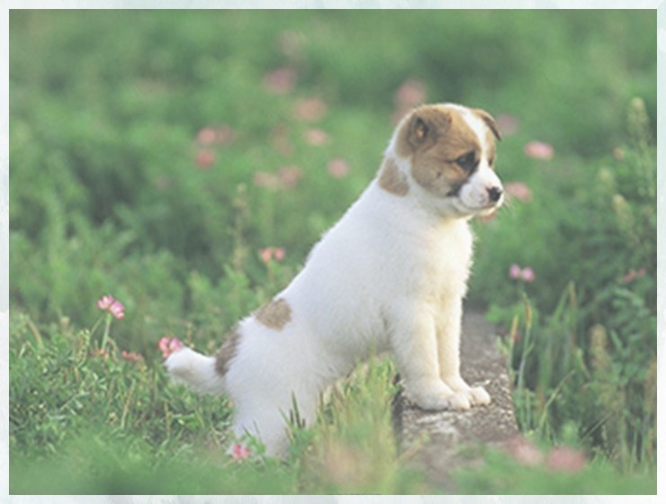 宠物训犬法斗训练