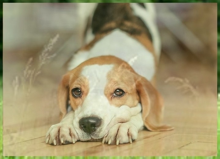 驯犬班宠物学习班多少钱
