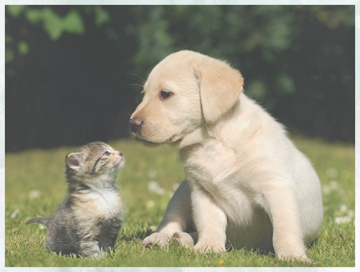 训犬公司宠物培训师学校有哪些