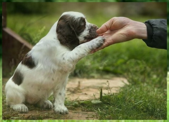 宠物训犬法斗训练