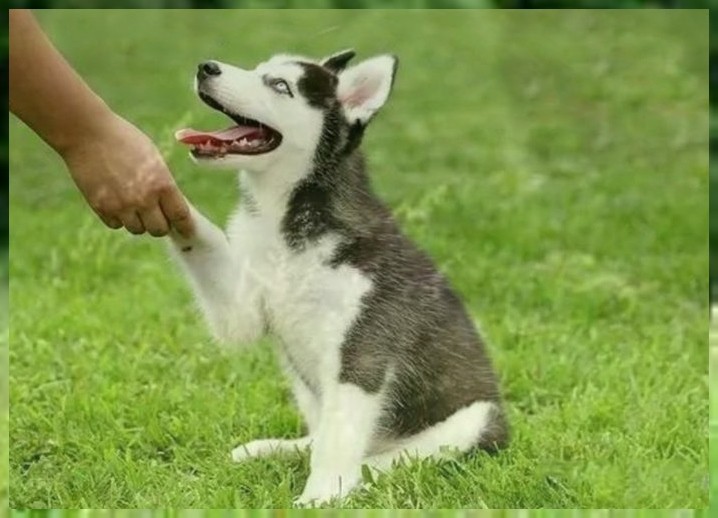 在什么地方可以训狗如何训练幼犬大小便