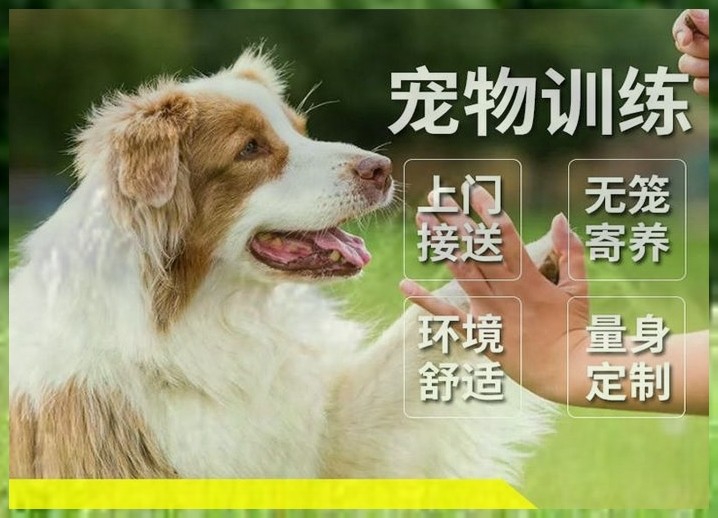 犬培训金毛咬人