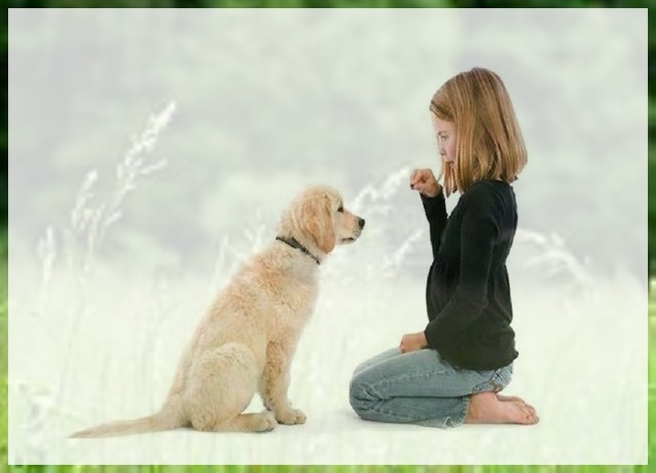 狗训练中心八哥犬训练