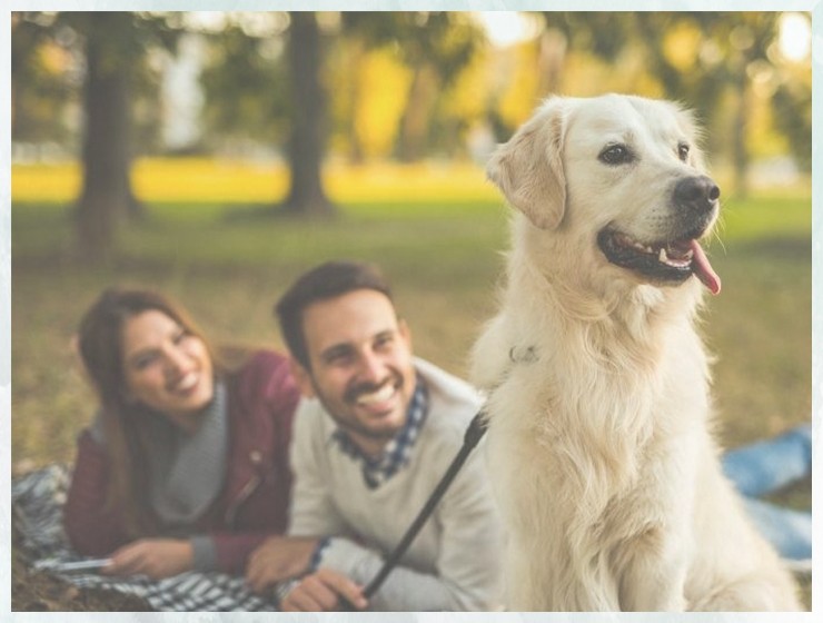 专业训练杜宾犬宠物训练班多少钱