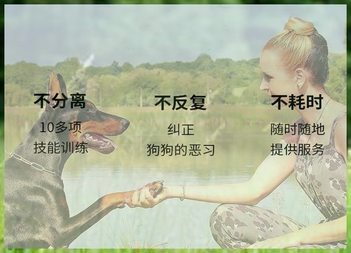 宠物训练学校如何训狗大小便