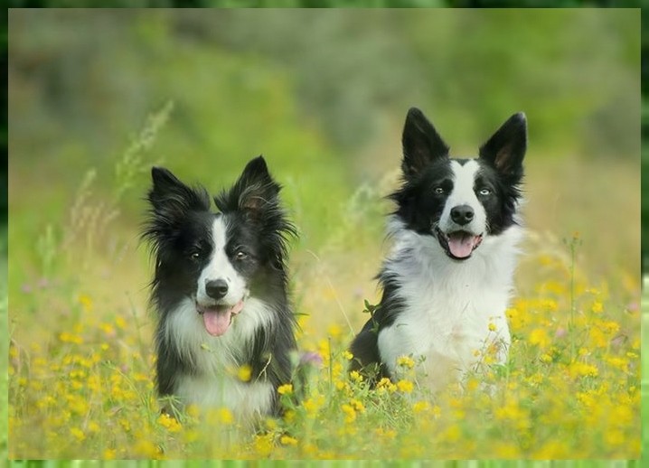 专业训练杜宾犬宠物训练班多少钱