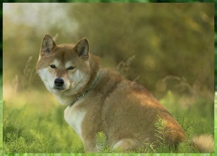 狗狗寄宿学校多少钱怎么训练泰迪犬