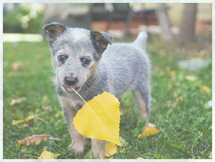 驯犬班四个月的狗狗如何训练小便