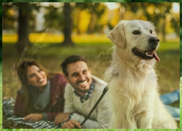 宠物驯导法国斗牛犬训练