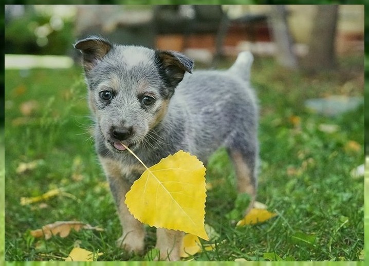 宠物训犬法斗训练