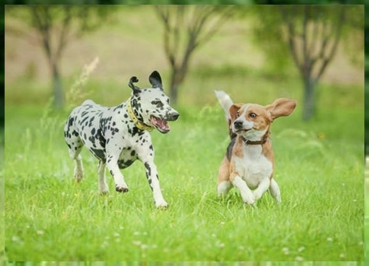 在什么地方可以训狗如何训练幼犬大小便